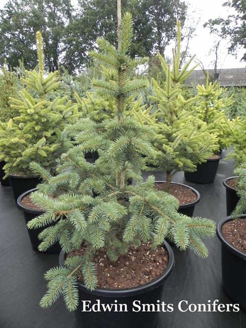 Picea pungens 'Teton Big Goose' (Teton Grove Collection # 2)